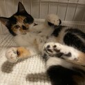 三毛猫三姉妹★マーブルちゃん