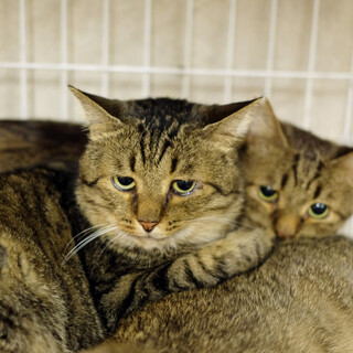 多頭で遺棄されたキジ猫さん1