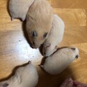 里親募集