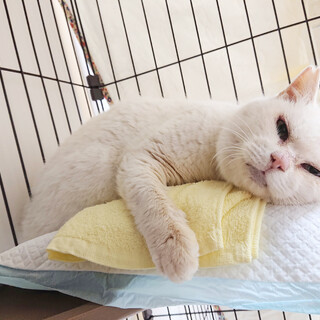 都市伝説ともなった、ありがたい白ネコちゃん