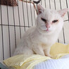 都市伝説ともなった、ありがたい白ネコちゃん サムネイル4