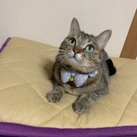 さくら