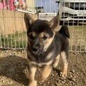 【センターレスキュー】優しいお顔のもなかちゃん