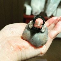 わらび