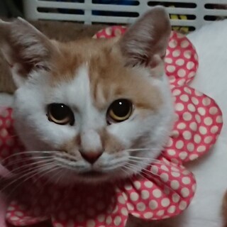 マイペース不思議系ゆずちゃん♀です☆