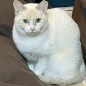 シャム風☆白猫の女の子☆