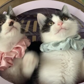 ２匹一緒の譲渡希望です★可愛いハチワレ兄弟