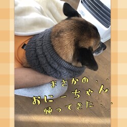 「Edワンコ、驚きのお正月明け」サムネイル2