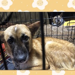 「Edワンコ、驚きのお正月明け」サムネイル3