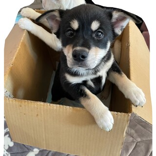 なんでも果敢に挑戦！イチローくん