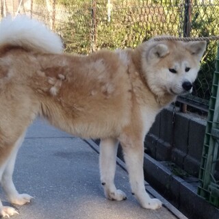 秋田犬　女の子　6歳
