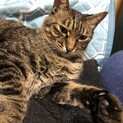 可愛がってくれる里親さん募集中です