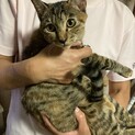私は、看板猫になりたいお転婆ニコちゃんです♫