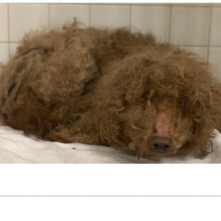 老犬のトイプードルです。8日から譲渡開始。