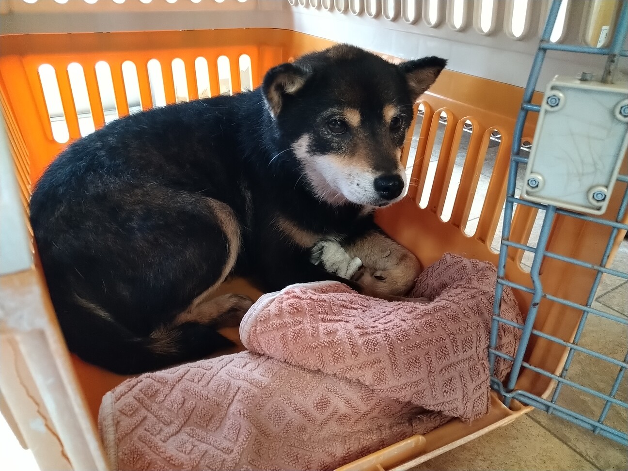 黒柴ミックス 福岡県 犬の里親募集 3442 ペットのおうち 月間利用者150万人