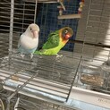 ボタンインコ　ペア