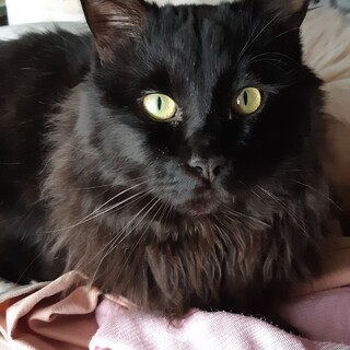 ありがとうございました