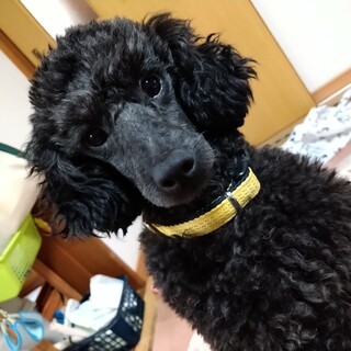 トライアル中！一旦募集停止します。