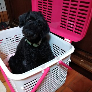 面会決定一旦募集中止。本当に甘えん坊の女の子です