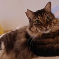 ★エイズキャリアーの長毛美男猫★