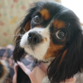 お膝に乗るの大好き！甘えん坊のナタリーちゃん