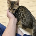 ベンガル子猫