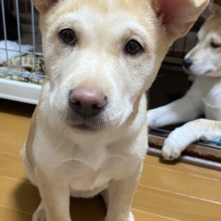 ４ヶ月兄妹　チャーミングな女の子