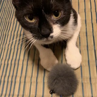 クロミちゃん3才　ツンデレのんびり屋さん