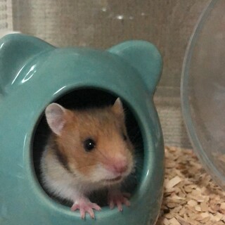 「締切」ゴールデンハムスター里親募集中