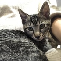 チロル