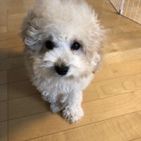 ハピ