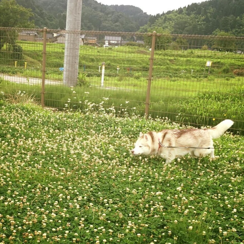 ヘイリーのカバー写真
