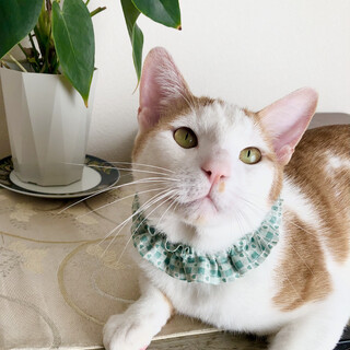 沖縄からきたぼくと暮らさない？