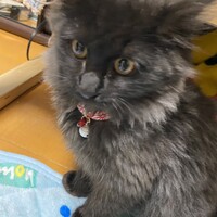アイル