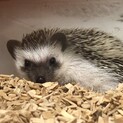 愛らしいお顔のハリネズミちゃん女の子