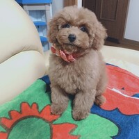 冨田　もち子