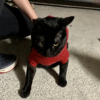 お膝大好き♡黒猫のブラックくん