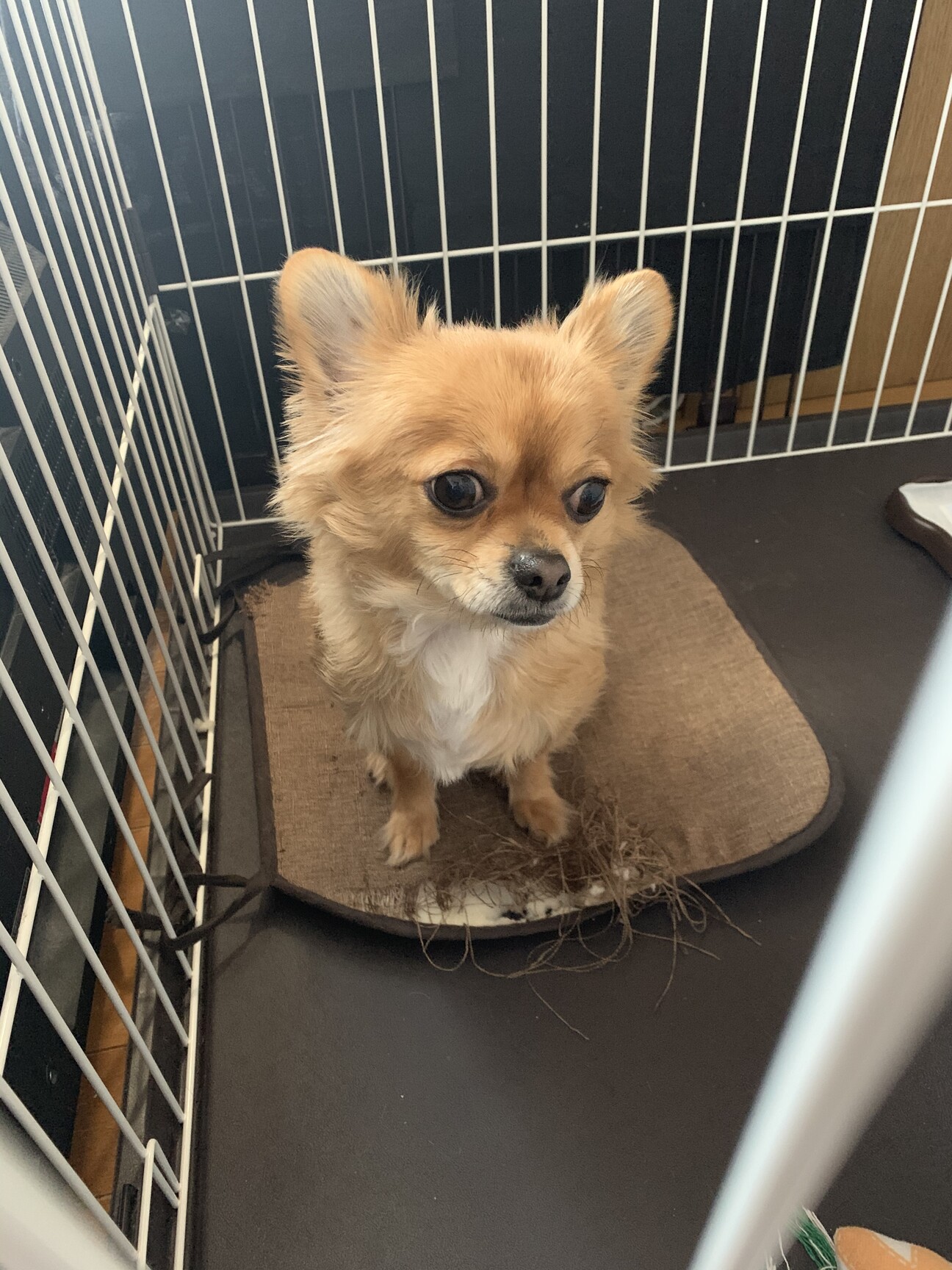 Blogapikedinda ベスト 札幌市 小型 犬 里親 募集 北海道 0546