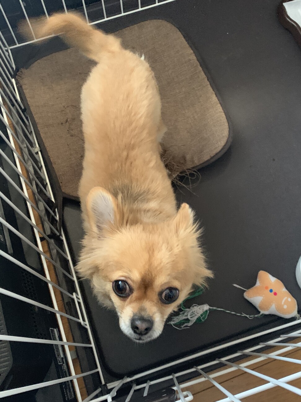 Blogapikedinda ベスト 札幌市 小型 犬 里親 募集 北海道 0546