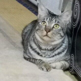 若い美男子、アメショ風です