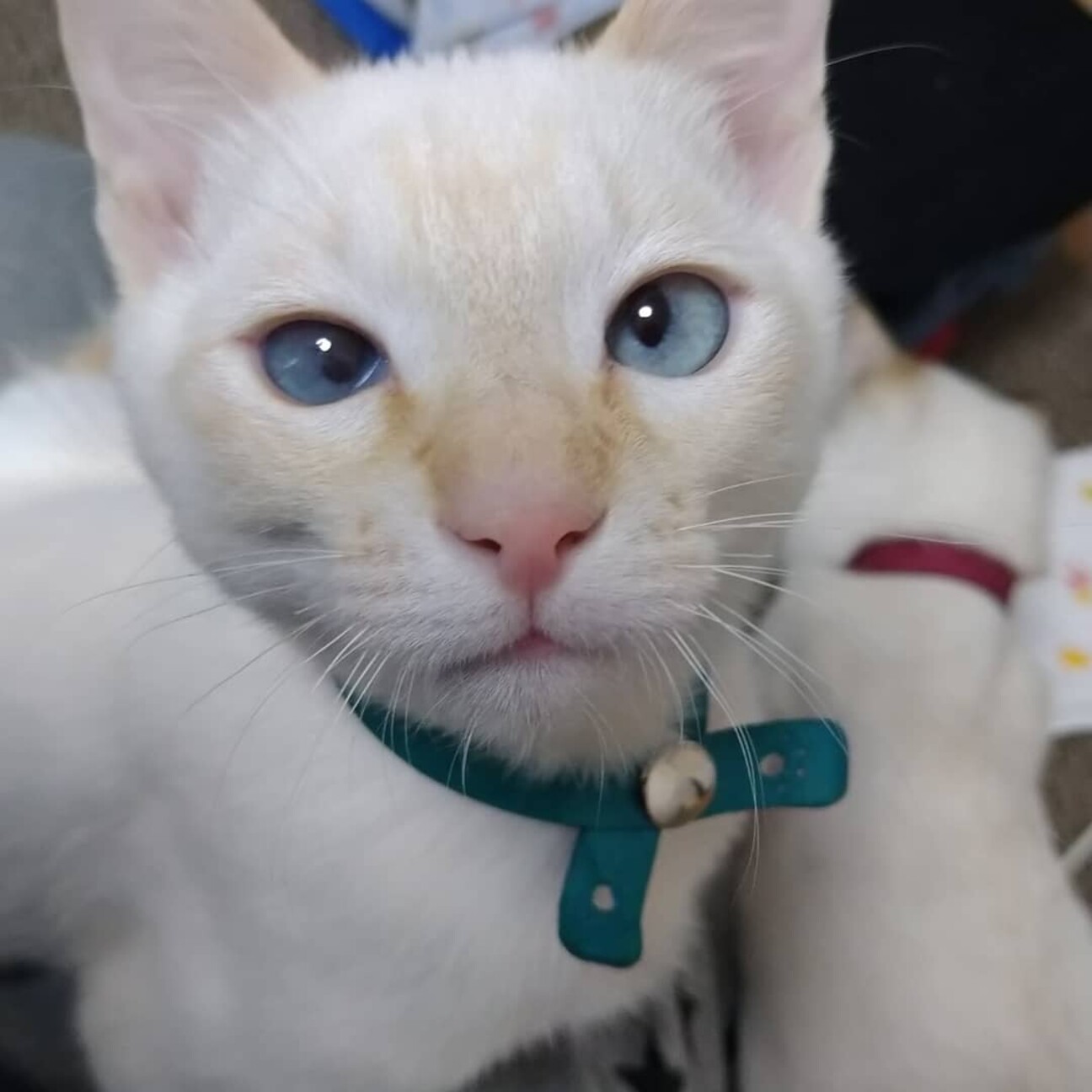 シャムハーフの人なっつこ 大阪府 猫の里親募集 ペットのおうち 月間利用者150万人