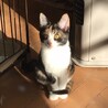三毛猫３姉妹②　美しい黒茶白　約３カ月 サムネイル5