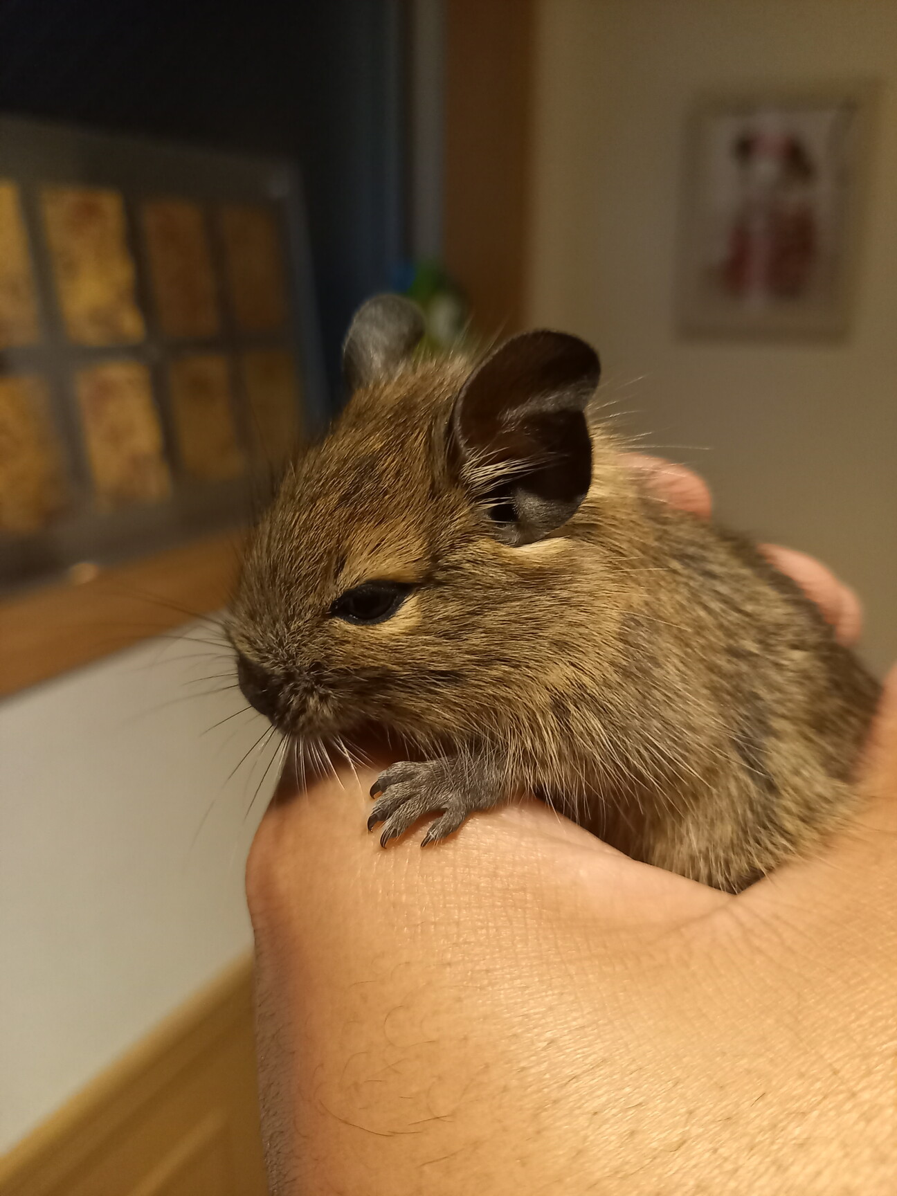 デグーベビー&ママデグー...」東京都 - 小動物の里親募集(348995 