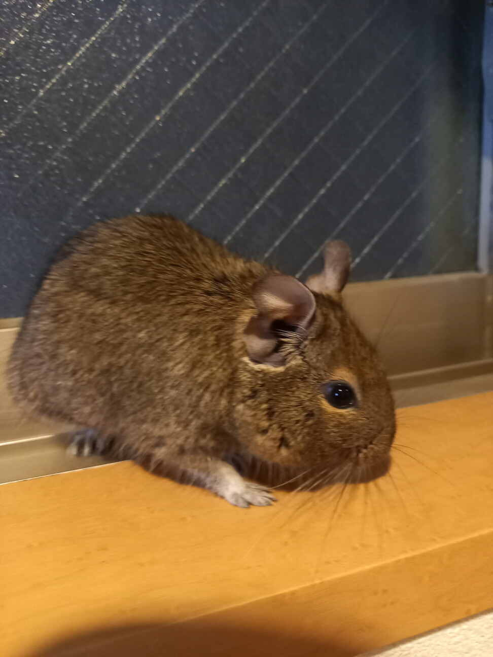 デグーベビー&ママデグー『飼育セット付き』 サムネイル2