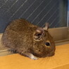 デグーベビー&ママデグー『飼育セット付き』 サムネイル2