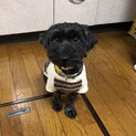 可愛い、黒っぽいシュナウザーのひいらぎ