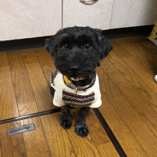 可愛い、黒っぽいシュナウザーのひいらぎ