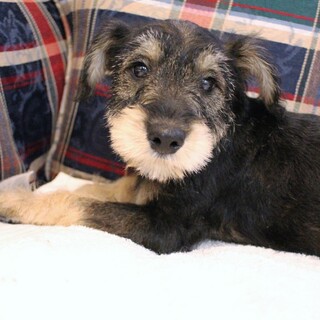 可愛いシュナウザーの赤ちゃん！3〜4ヶ月のミカヅキ