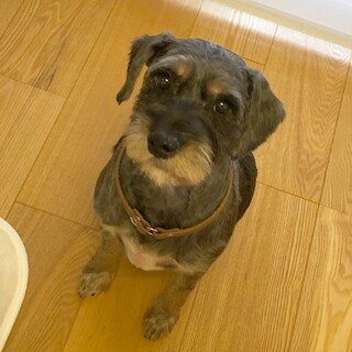 可愛い！ちょっとぽっちゃりシュナウザーのレーズン