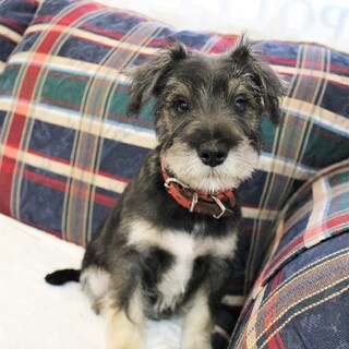 やんちゃわんぱく生後4ヶ月のシュナウザーのタイヨウ